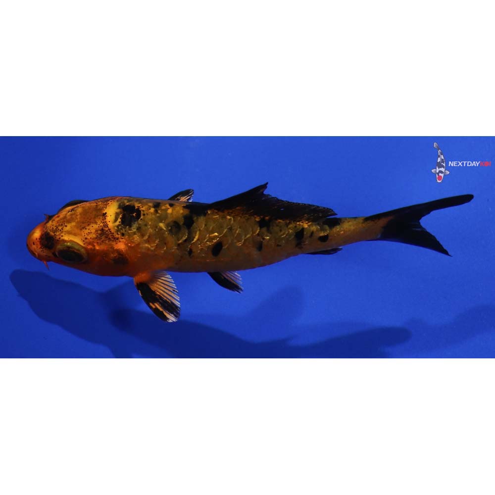 3” Imported Kin Aka Bekko