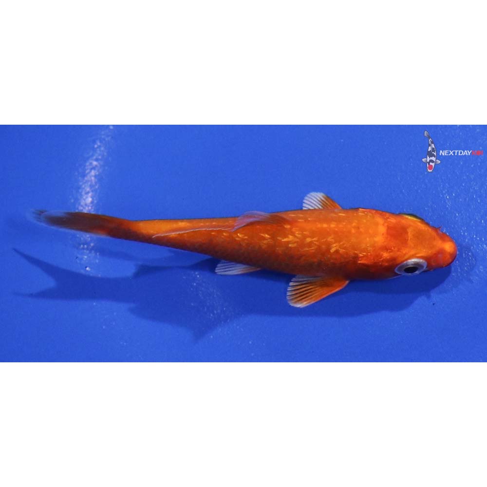 3.5” Imported Gin Rin Orenji Ogon