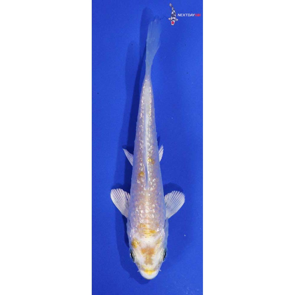 3.5” Imported Gin Rin Lemon Hariwake