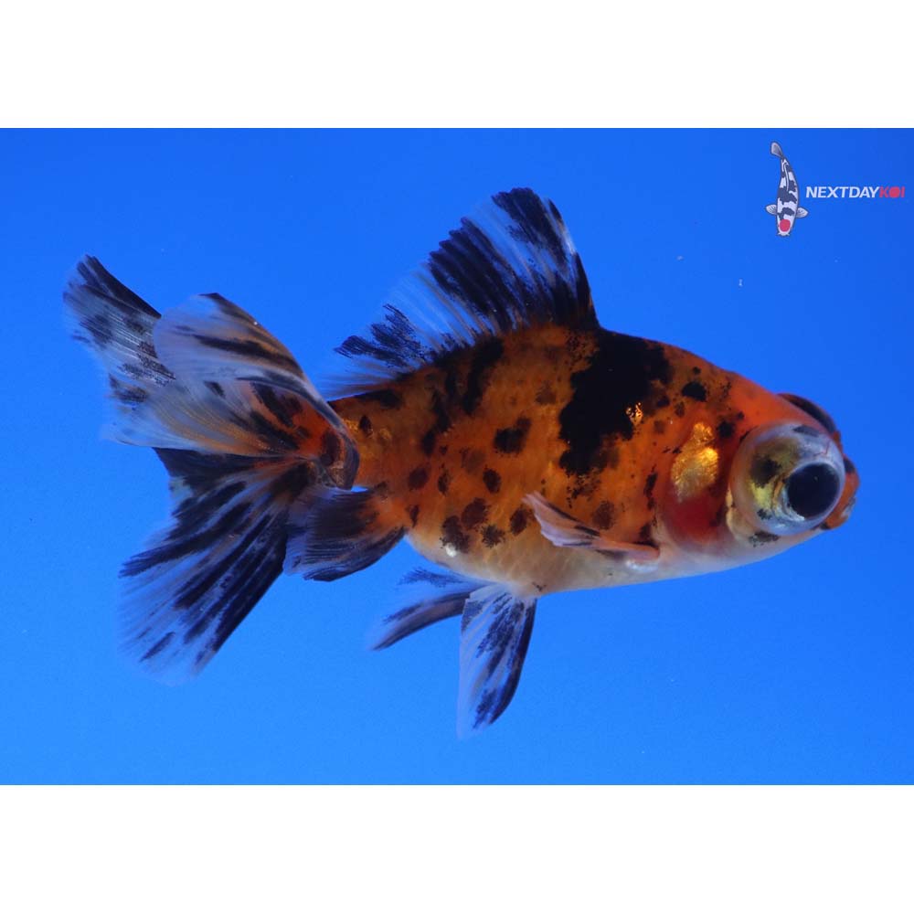 3” Imported Calico Telescope Fantail