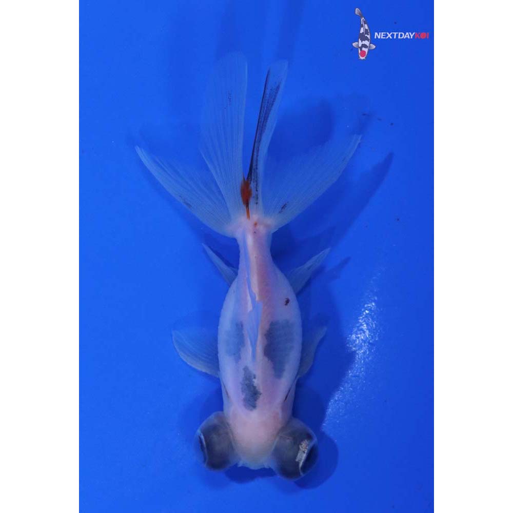 3” Imported Calico Telescope Fantail