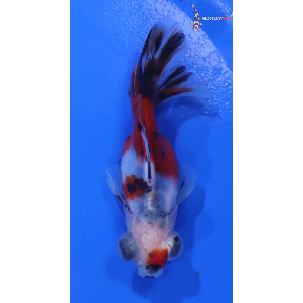 2.5” Imported Calico Telescope Fantail