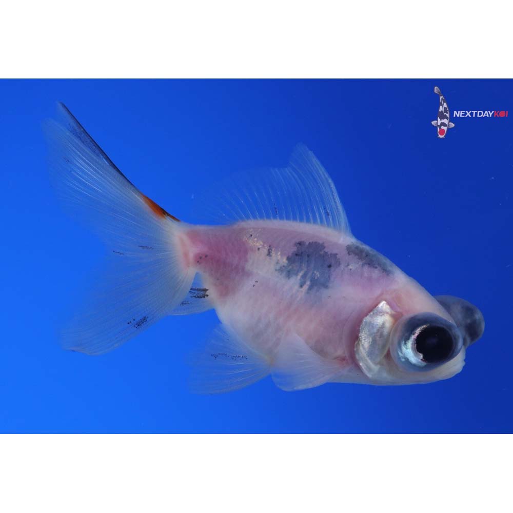 3” Imported Calico Telescope Fantail