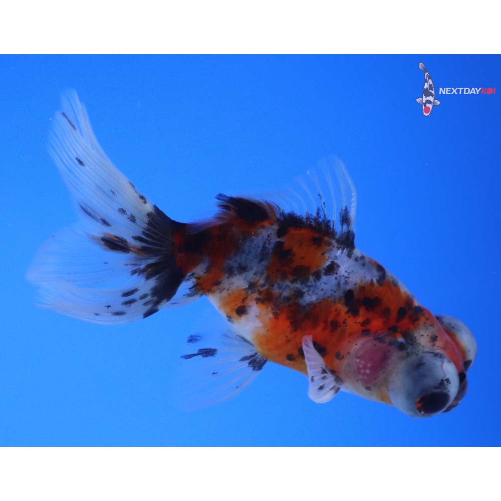 3.5” Imported Male Calico Telescope Fantail