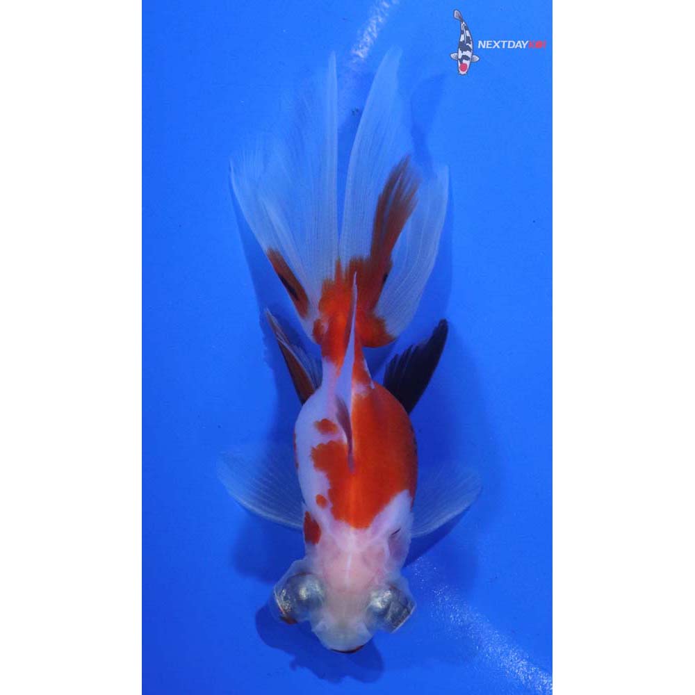 3.5” Imported Male Calico Telescope Fantail