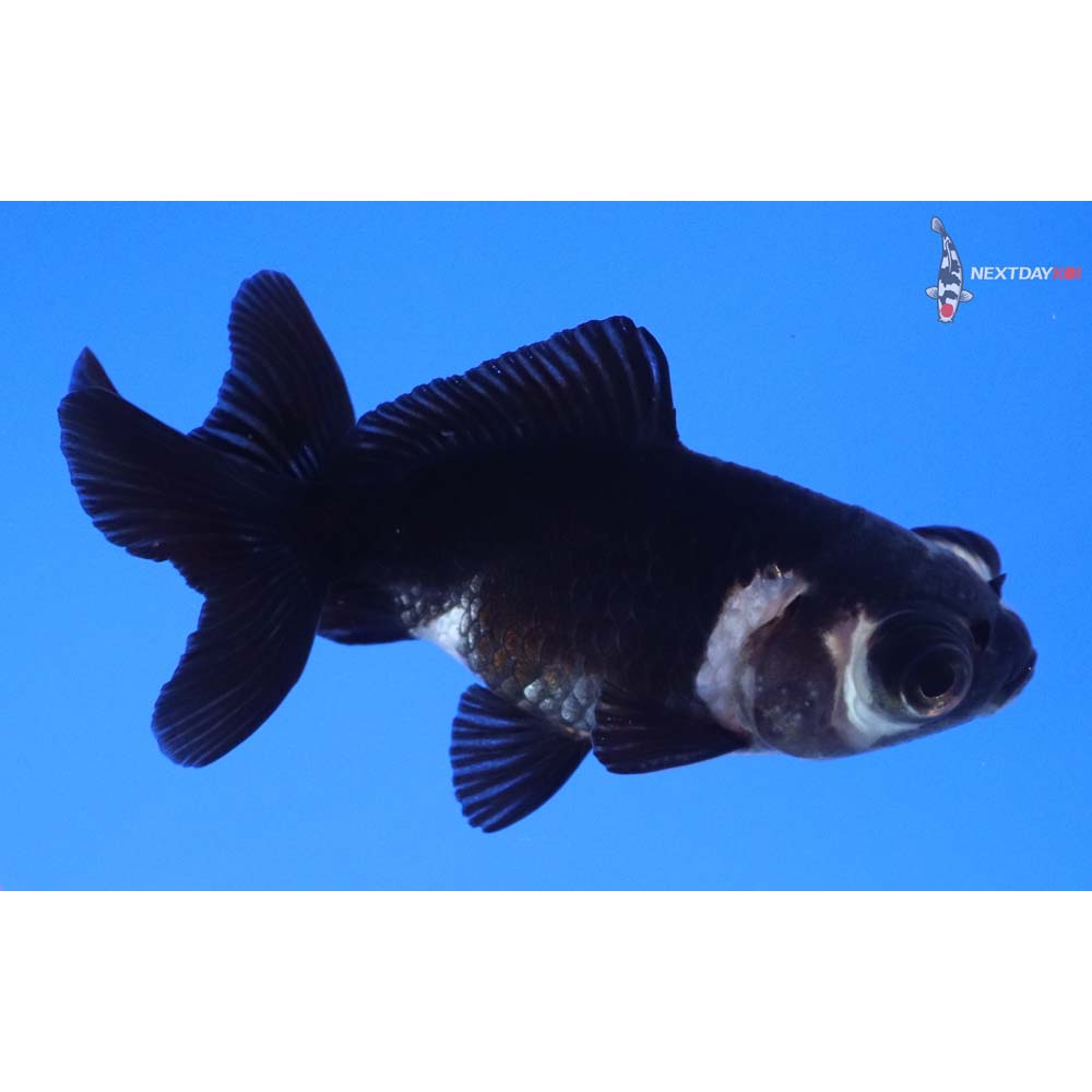 2.5” Imported Male Panda Telescope Fantail