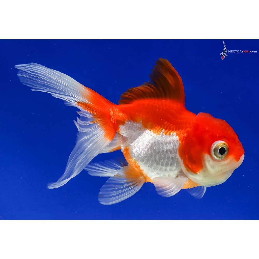 3.5” Imported Red and White Oranda