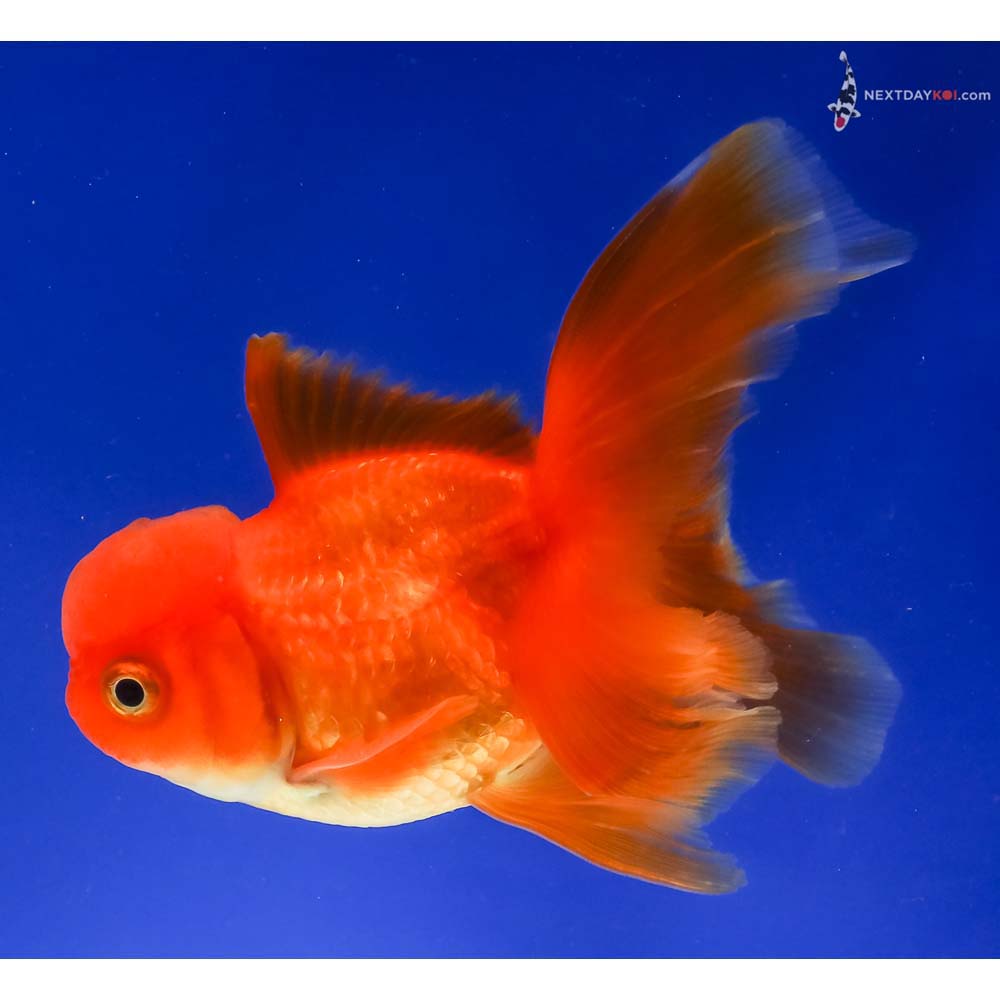 4” Imported Red Oranda