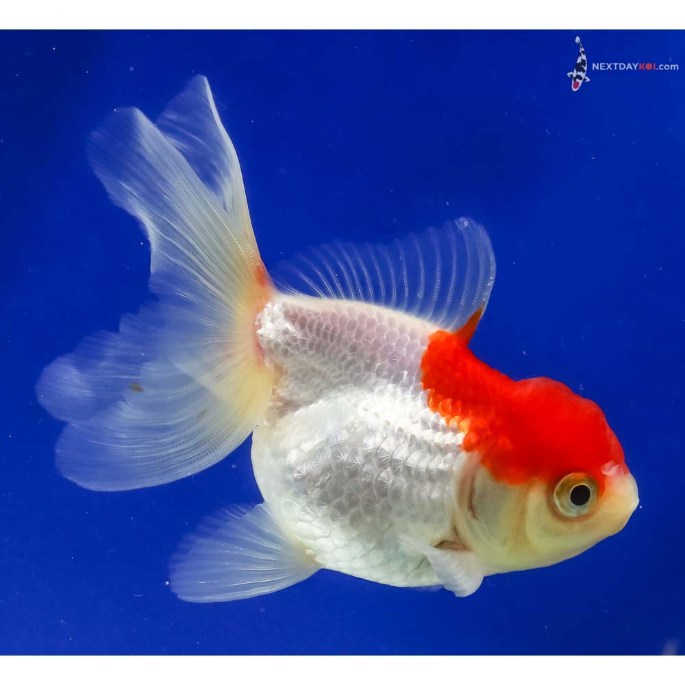 4” Imported Red and White Oranda