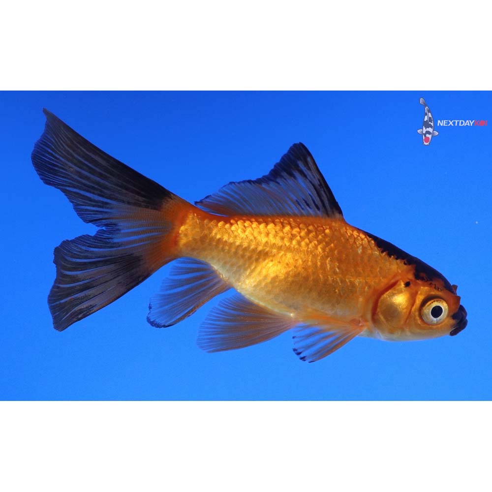 3.5” Imported Red Panda Comet