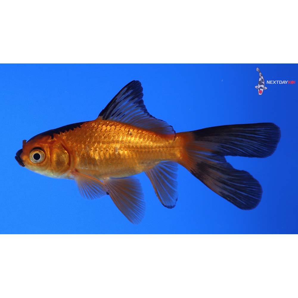 3.5” Imported Red Panda Comet