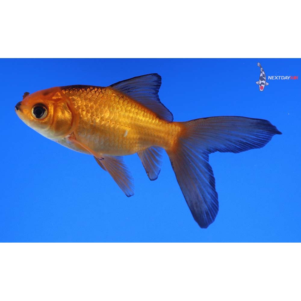 3.5” Imported Red Panda Comet