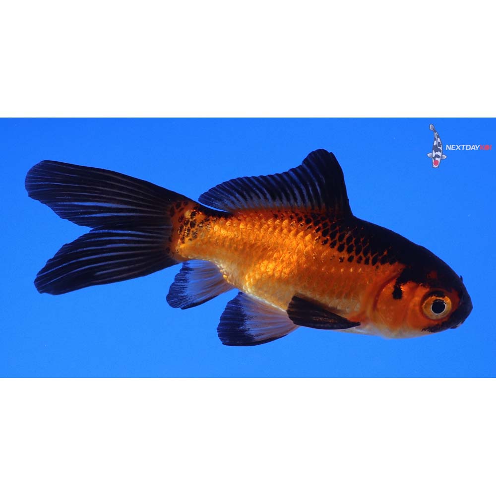3” Imported Red Panda Comet