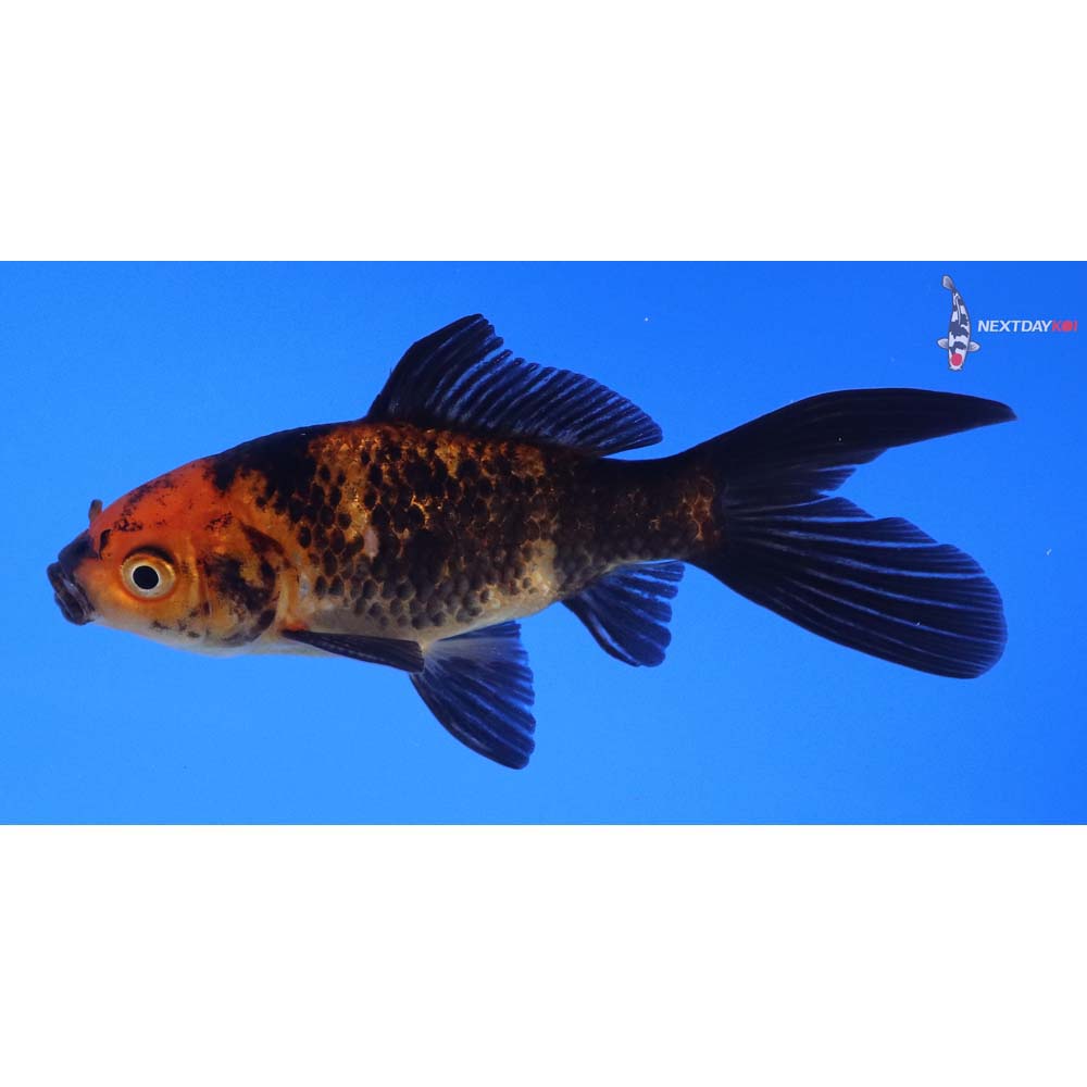 3.5” Imported Male Red Panda Comet