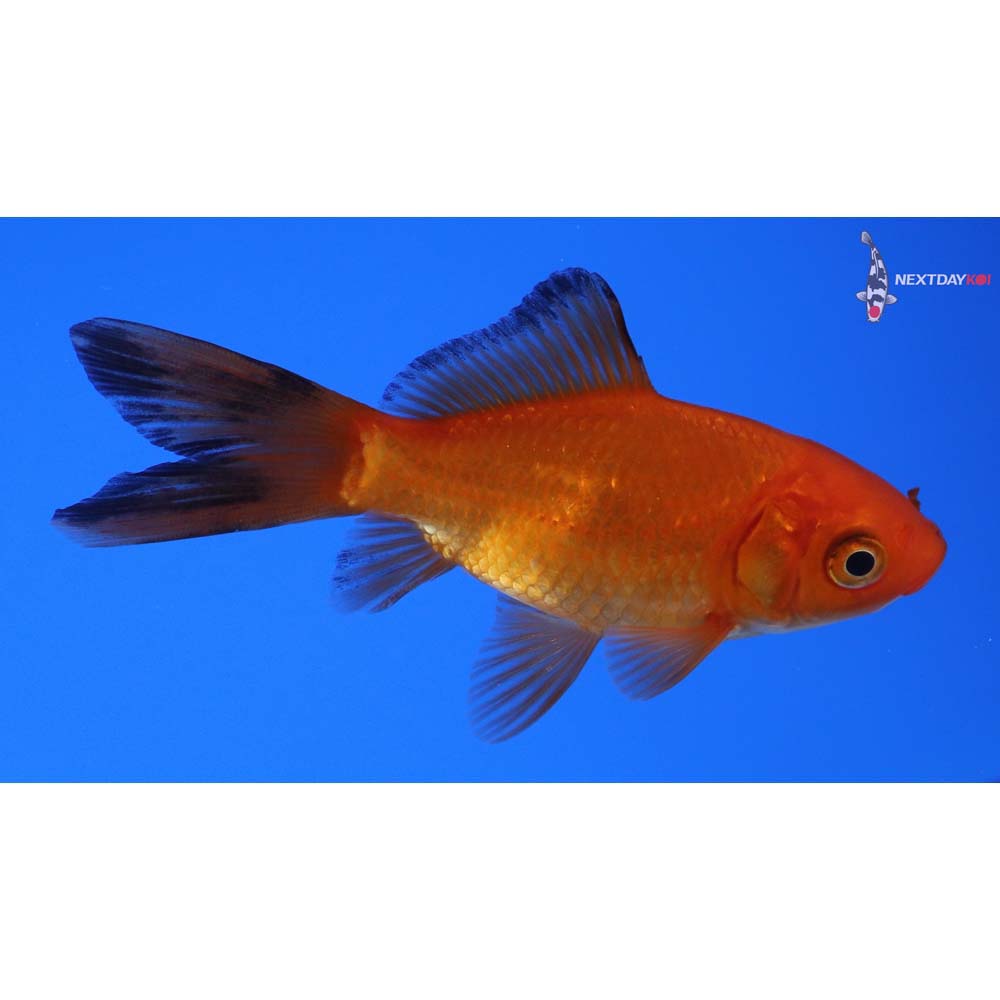 3” Imported Red Panda Comet