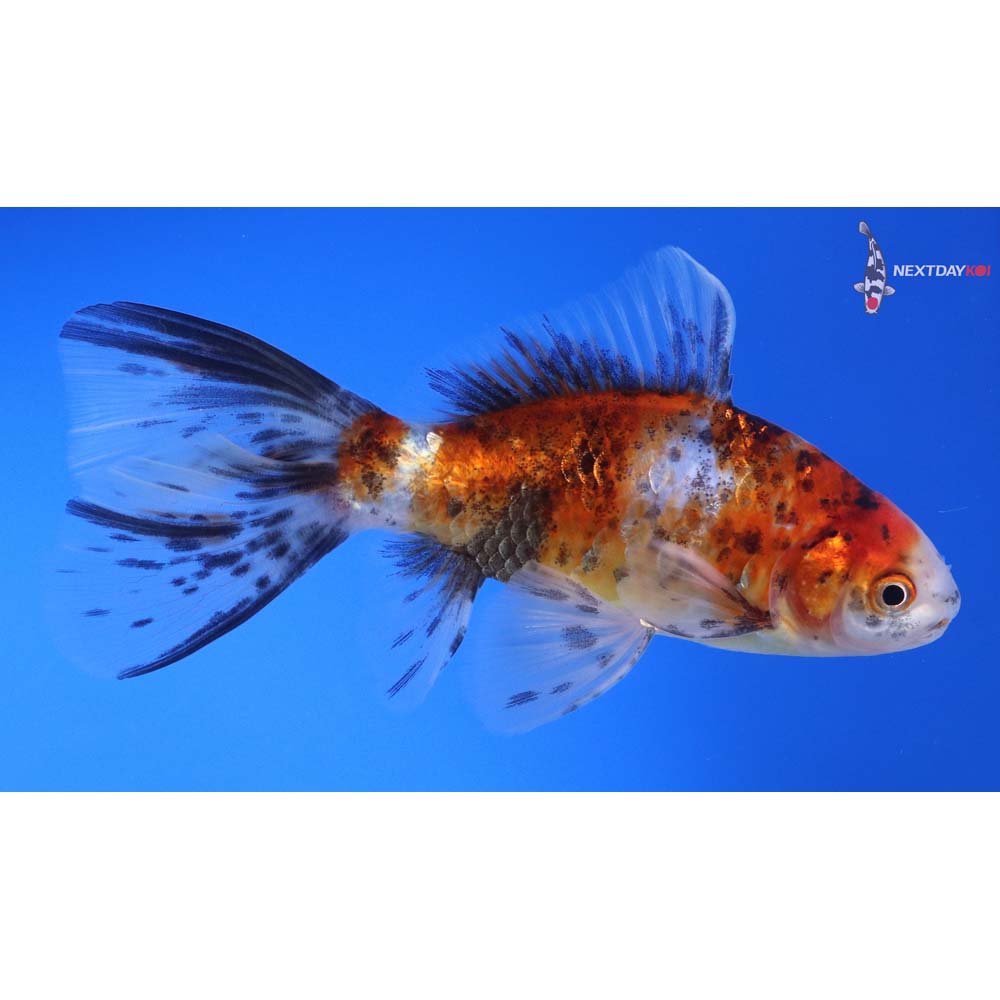 5.5” Imported Male Bristol Shubunkin