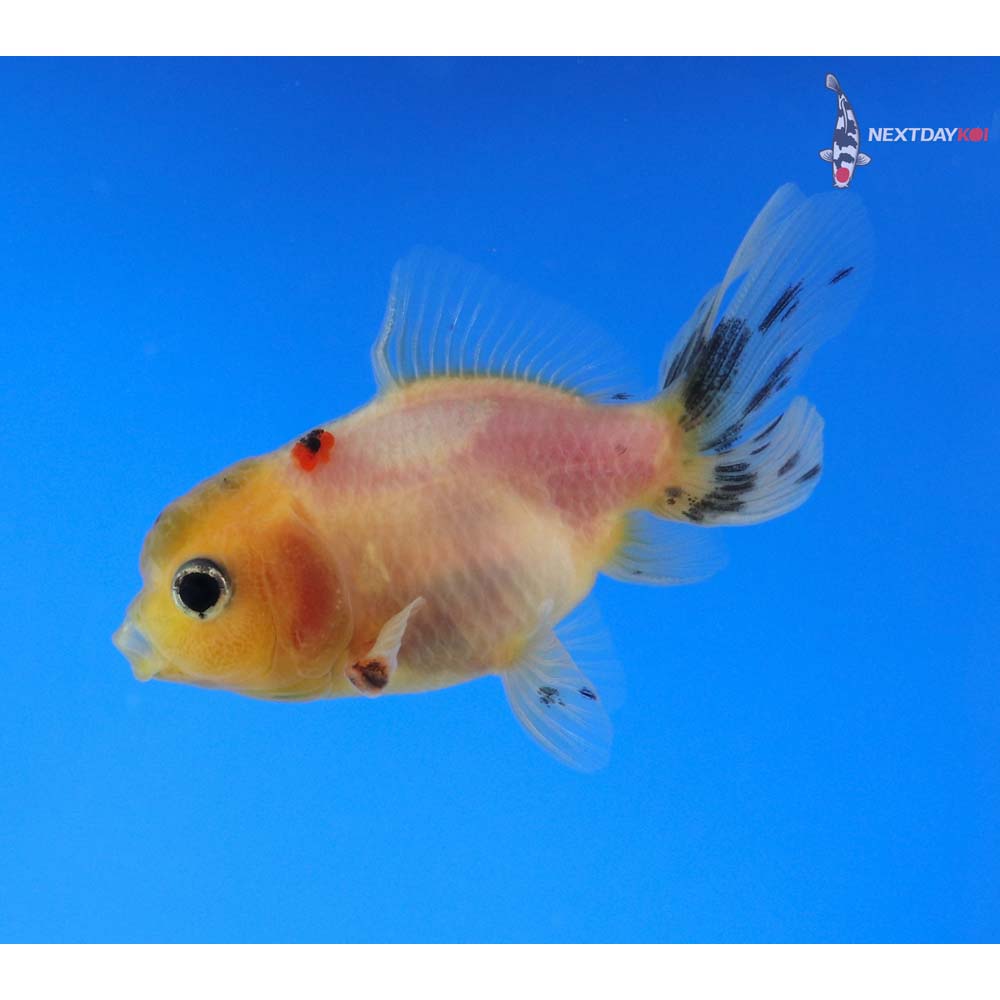 2.5” Imported Male Calico Oranda