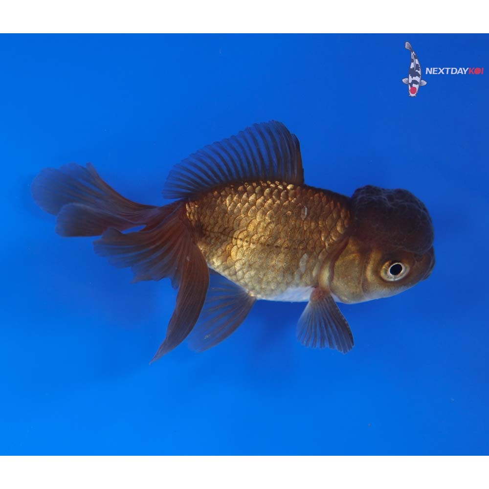 2.5” Imported Male Chocolate Oranda