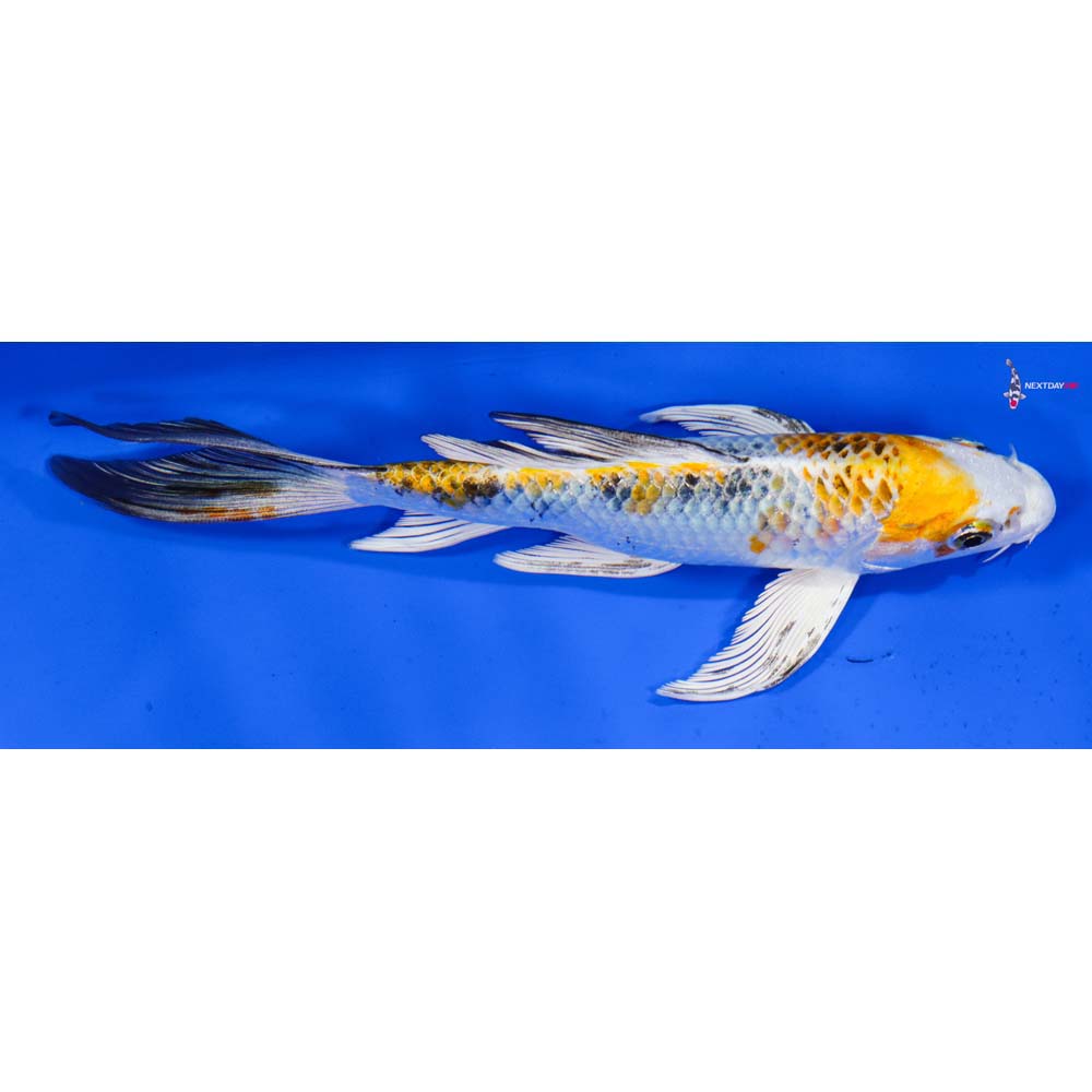 7” Imported Yamato Nishiki Butterfly Koi