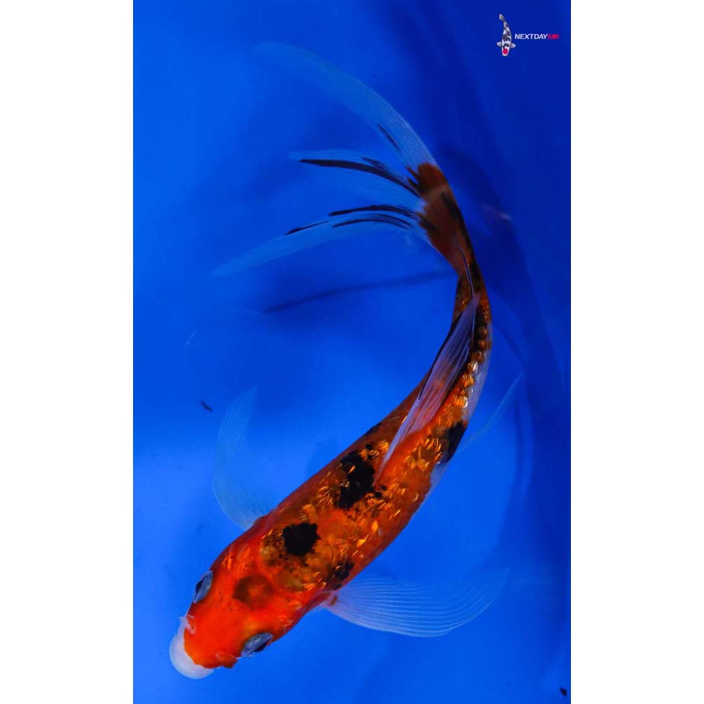 7” Imported Gin Rin Sanke Butterfly Koi