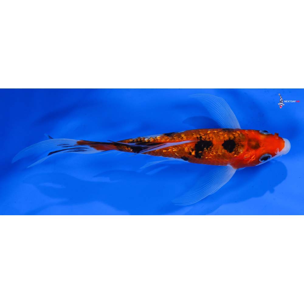 7” Imported Gin Rin Sanke Butterfly Koi