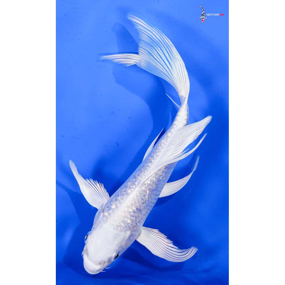 7” Imported Gin Rin Platinum Ogon Butterfly Koi
