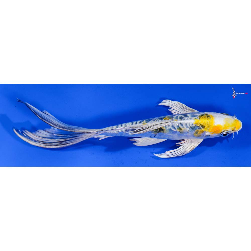 7” Imported Heisei Nishiki Butterfly Koi