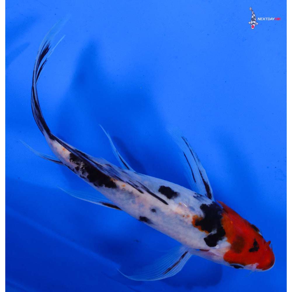 7” Imported Sanke Butterfly Koi