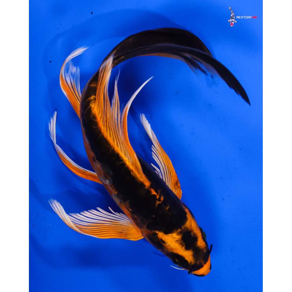 6.5” Imported Kin Kikokuryu Butterfly Koi