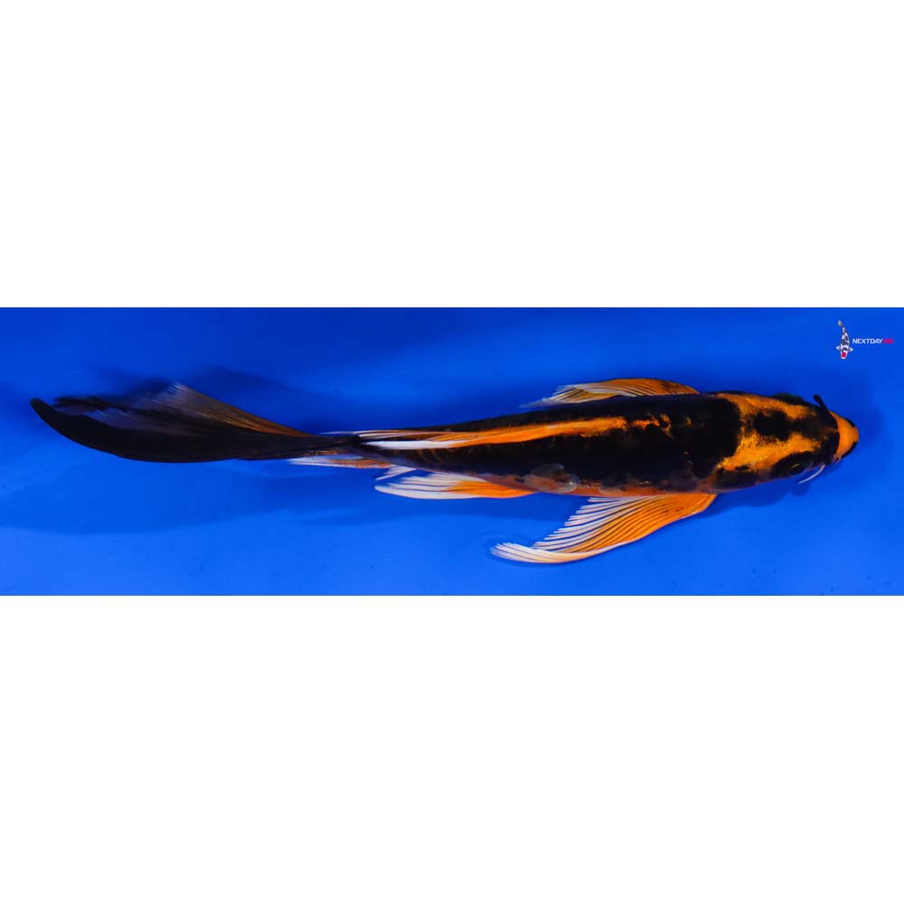 6.5” Imported Kin Kikokuryu Butterfly Koi