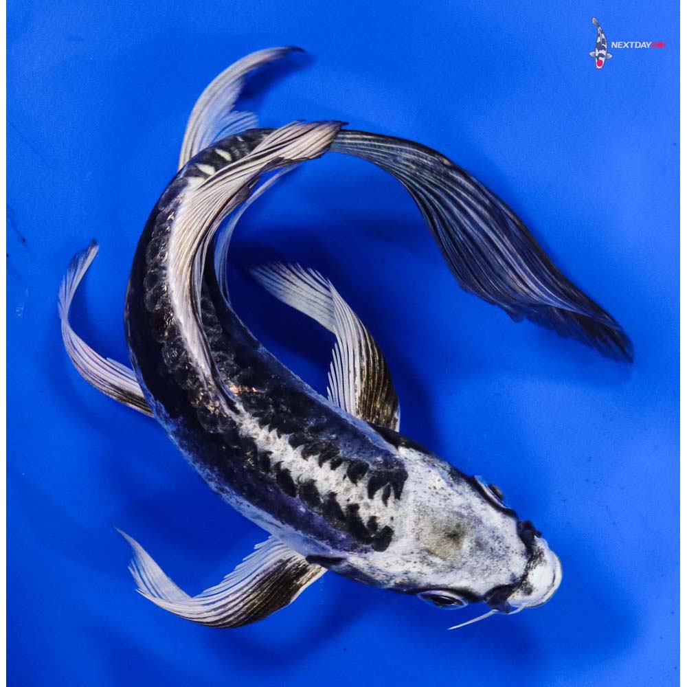 6” Imported Kikokuryu Butterfly Koi