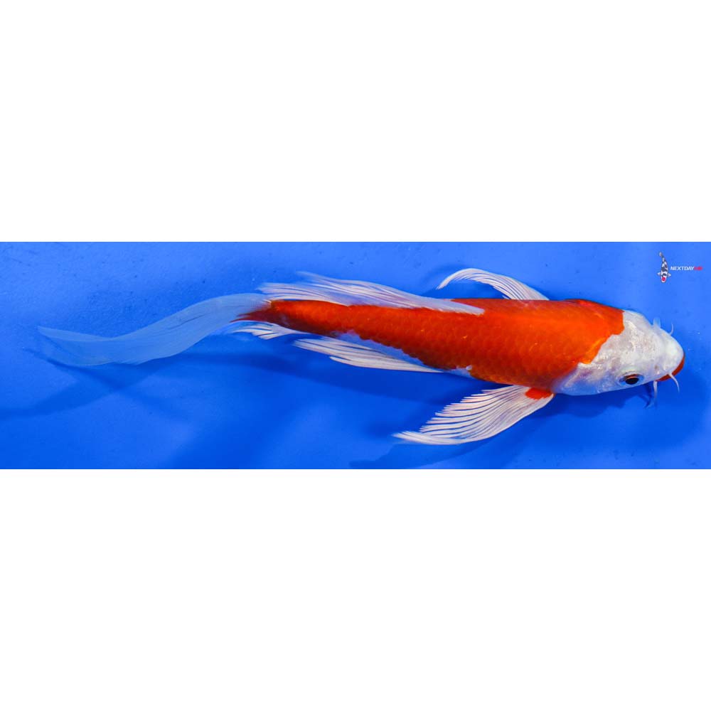 6” Imported Hariwake Butterfly Koi