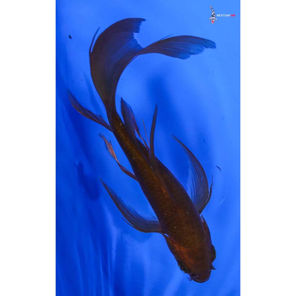 6” Imported Chagoi Butterfly Koi