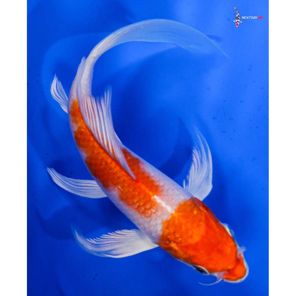6” Imported Hariwake Butterfly Koi