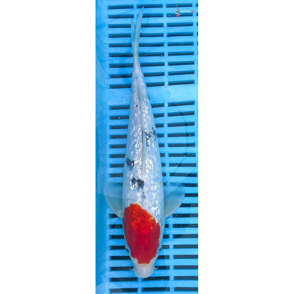 10-12” Imported Gin Rin Sanke