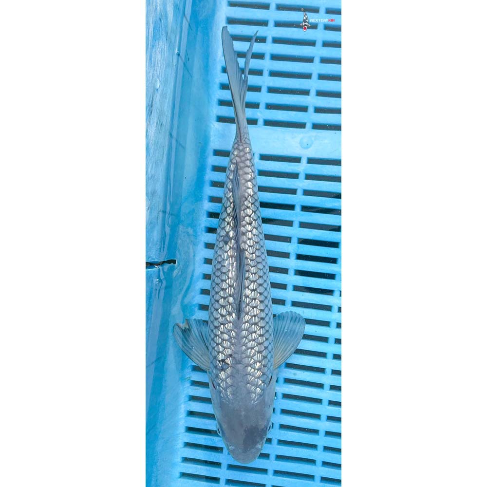 10-12” Imported Gin Rin Soragoi