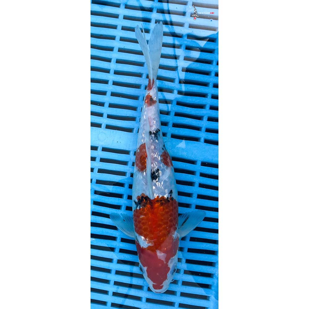 10-12” Imported Gin Rin Sanke