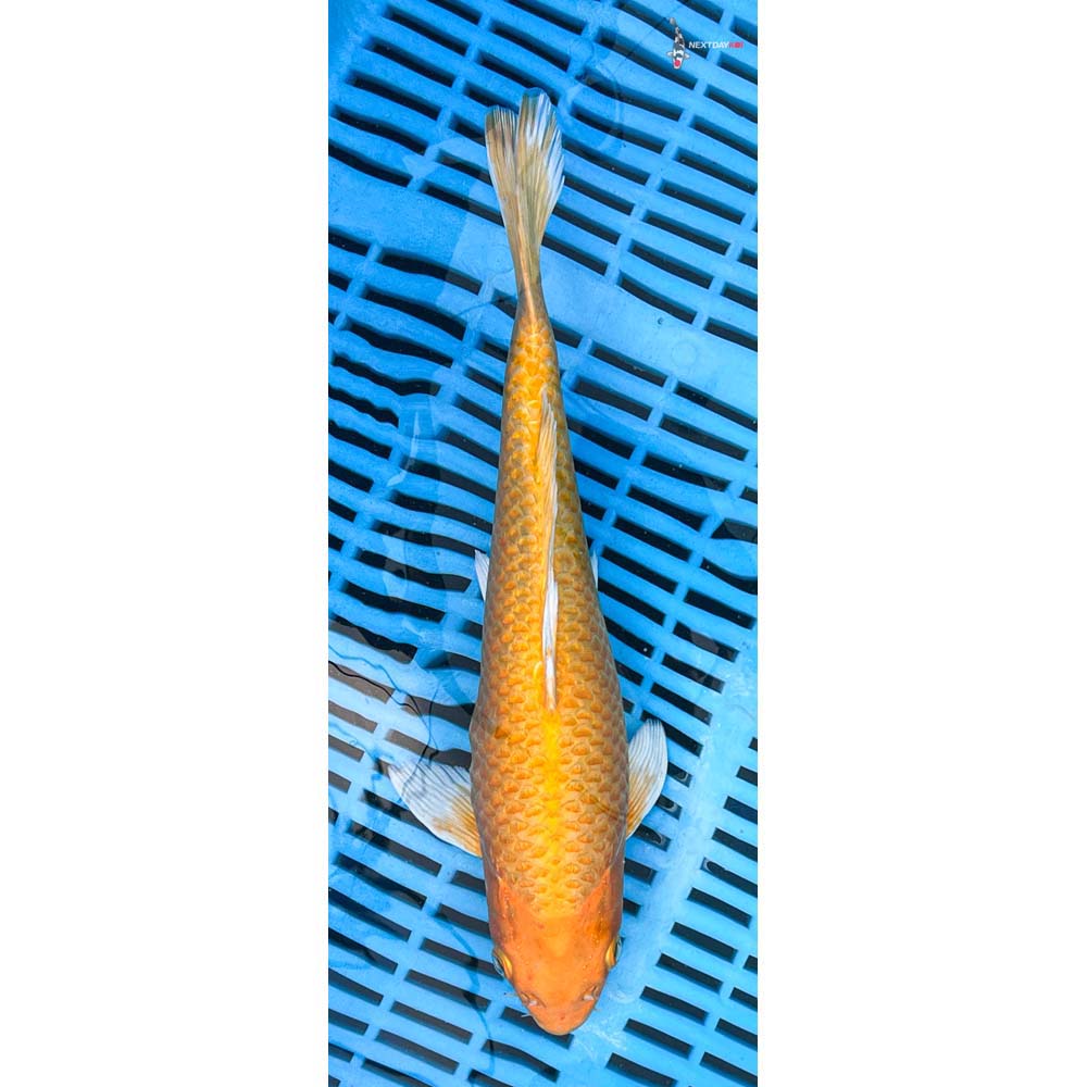 10-12” Imported Yamabuki Ogon