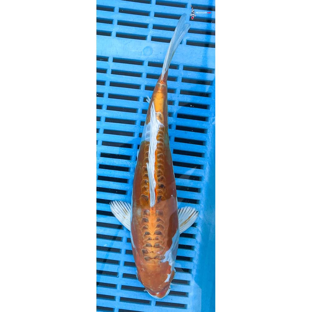 10-12” Imported Heisei Nishiki