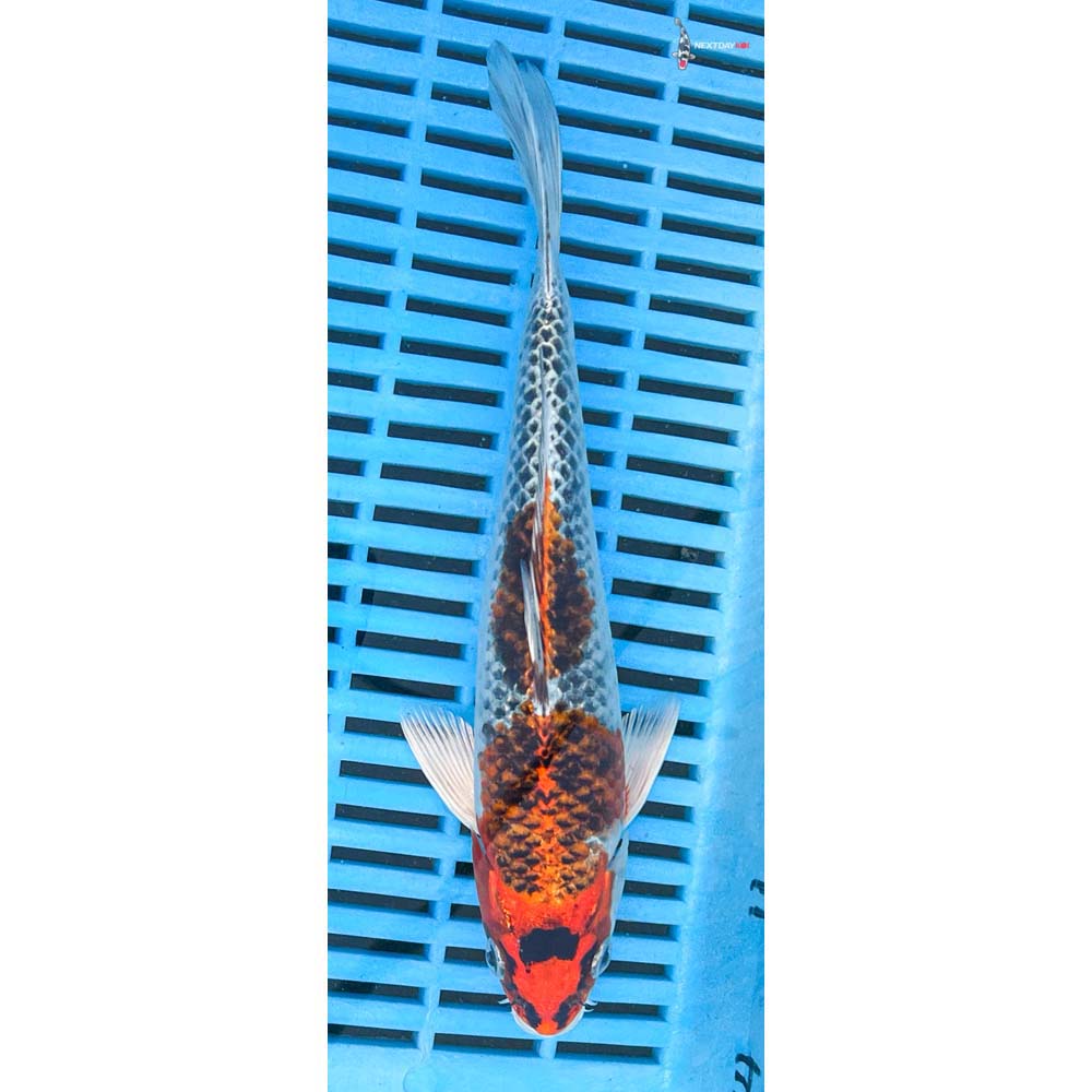 10-12” Imported Kujaku