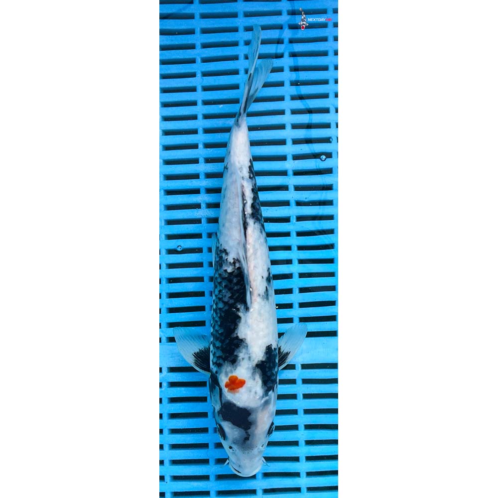 12-14” Imported Showa