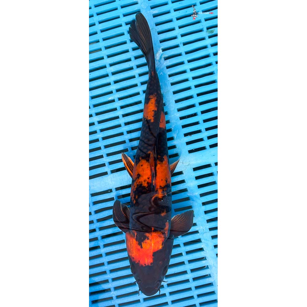 12-14” Imported Kin Hi Utsuri