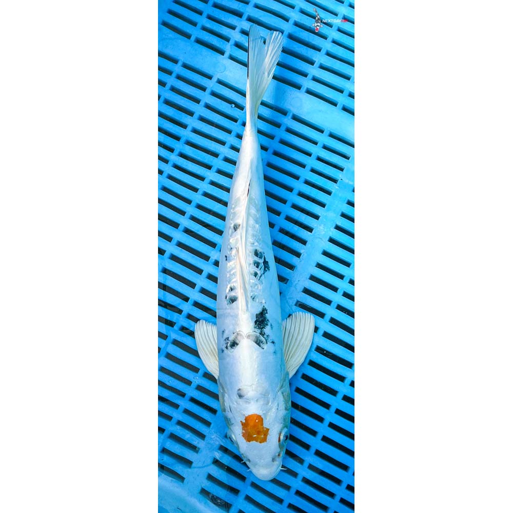 12-14” Imported Heisei Nishiki