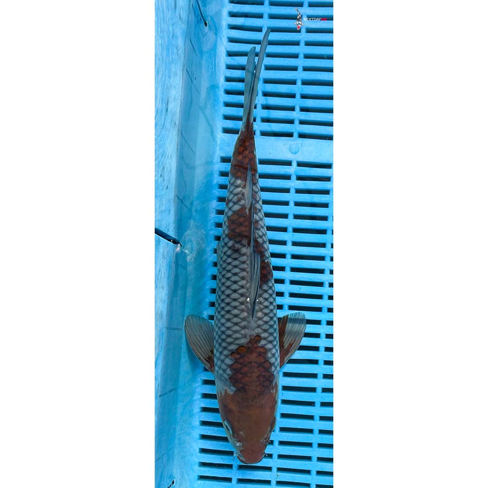 12-14” Imported Ochiba Shigure