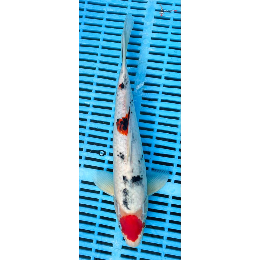 12-14” Imported Sanke