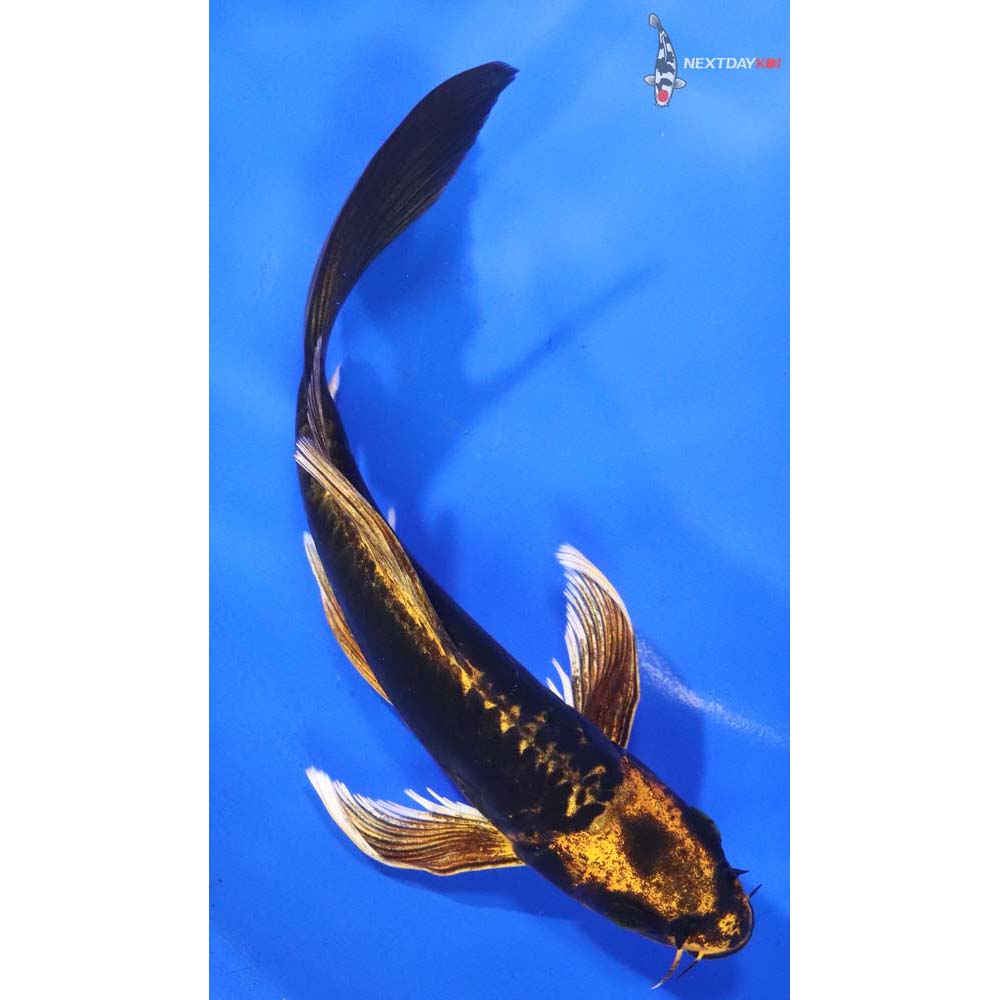 7” Imported Kin Kikokuryu Butterfly Koi
