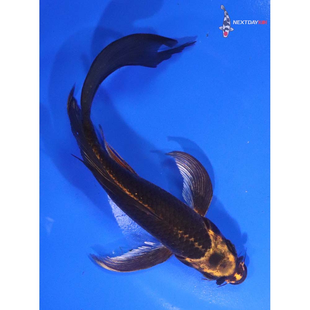 6.5” Imported Orenji Matsuba Butterfly Koi