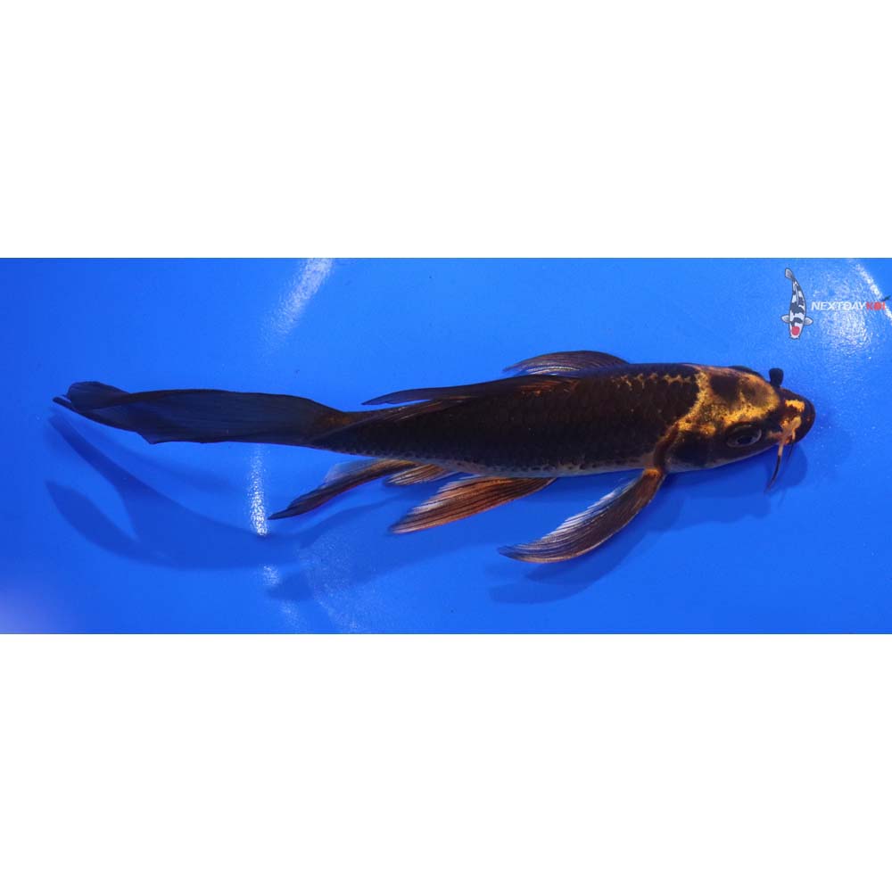 6.5” Imported Orenji Matsuba Butterfly Koi