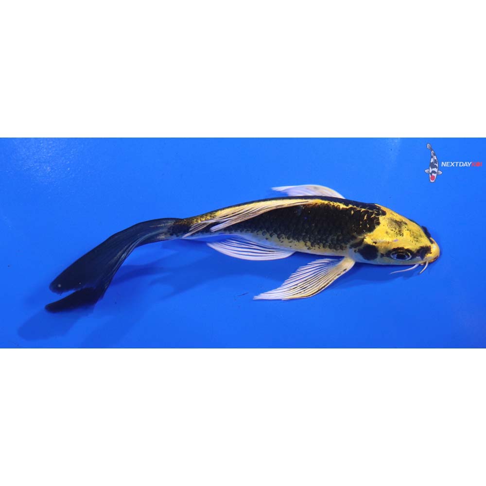 5” Imported Kujaku Butterfly Koi