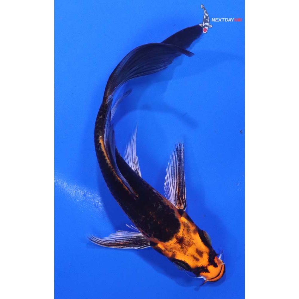 5” Imported Kujaku Butterfly Koi